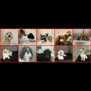 Trimsalon Sara image 2