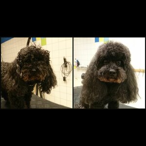 Trimsalon Sara image 3