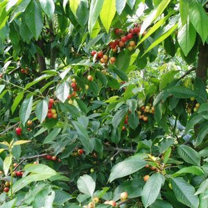 Fruitteeltbedrijf Siem Entius image 3