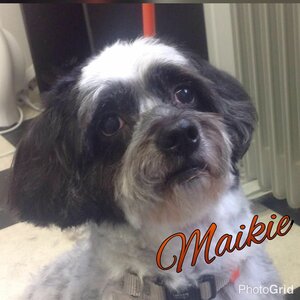 Hondentrimsalon Judith image 2