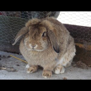 Zorgboerderij Noorderend image 3