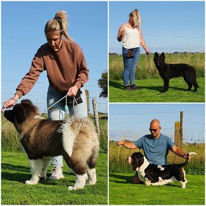 Hondenschool Joy image 1