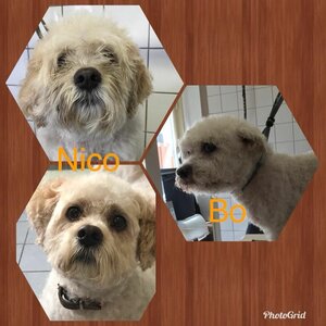 Hondentrimsalon Toulouse image 3