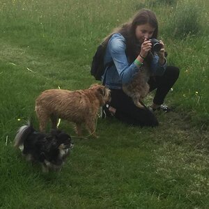 HUS-Happy Dog image 1