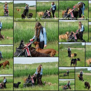 HUS-Happy Dog image 2