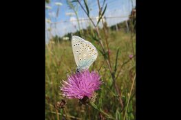Op zoek naar spinnen en vlinders