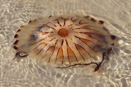 Eerste Groene Strand-excursie Camperduin
