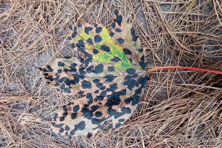 Op zoek naar de eerste herfstkleuren