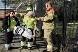 Zwaan uit benarde positie gered door hulpdiensten