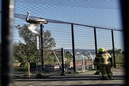 Zwaan uit benarde positie gered door hulpdiensten