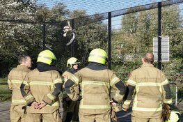 Zwaan uit benarde positie gered door hulpdiensten