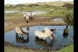 Struinen door de Bergense duinen