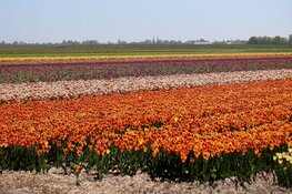Provincie koopt grond in Egmond-Binnen