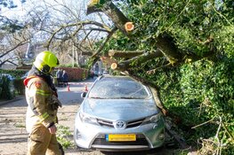 Boom valt op geparkeerde auto in Bergen