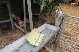 Henneneitjes te vinden in …Bergen