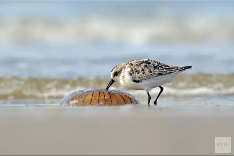 Ontdek de natuur op het Groene Strand bij Camperduin