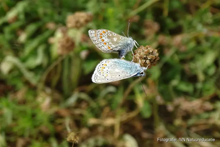 IVN-natuurwandeling in de Wimmenummerduinen op zondag 5 juni 2022