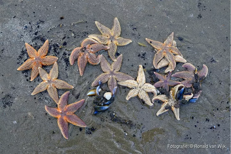 Ontdek de geheimen van het strand bij Camperduin