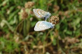Vlinderdag bij Schaapskooi bergen