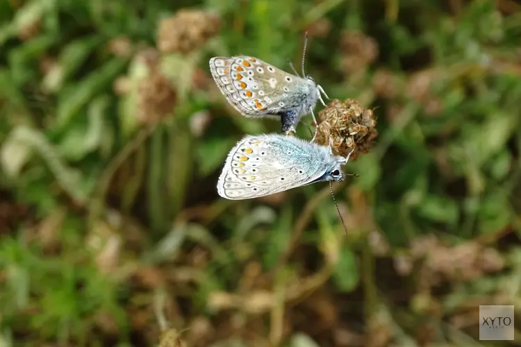 Vlinderdag bij Schaapskooi bergen