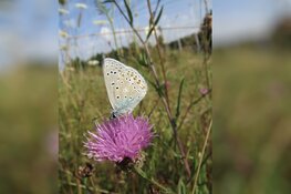 Op zoek naar vogels insecten en vlinders