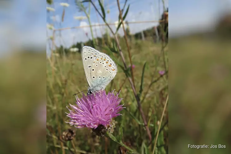 Op zoek naar vogels insecten en vlinders