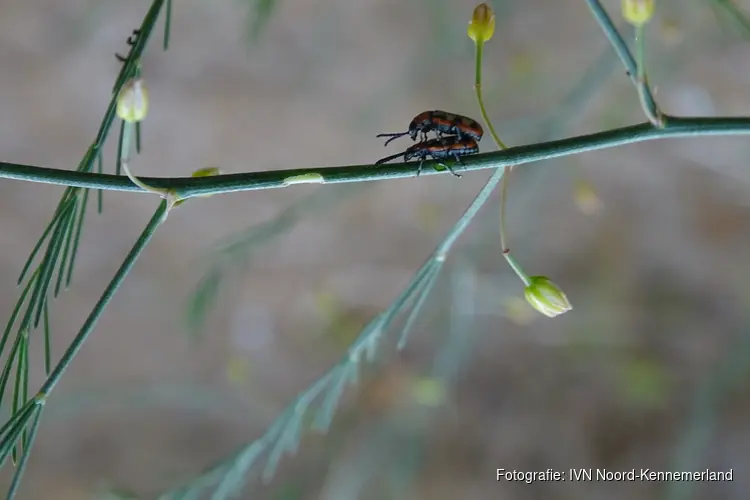 IVN-natuurwandeling in de Wimmenummerduinen op zondag 7 augustus 2022