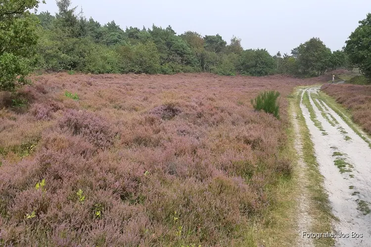 Wandelen door de paars gekleurde heide