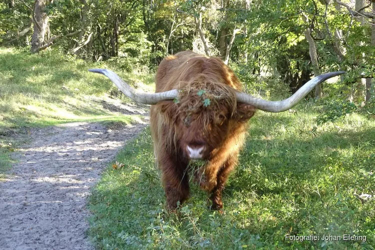 IVN-natuurwandeling in de Wimmenummerduinen op zondag 6 november 2022