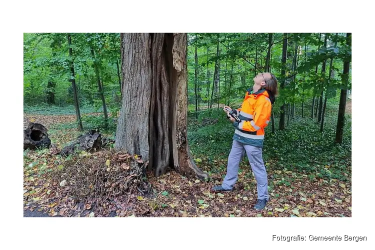 Boomveiligheidscontrole: hoe gaat het met 9.000 bomen?