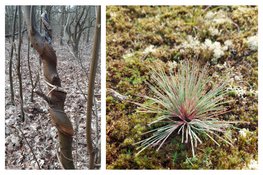 Zoektocht naar de koning van het bos