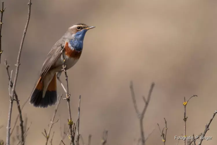 IVN-natuurwandeling in de Wimmenummerduinen op zondag 2 april 2023