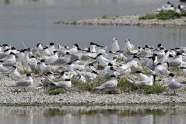 Excursie vogels in een dynamisch, oer-Hollands landschap