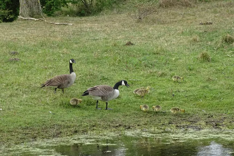 IVN-natuurwandeling in de Wimmenummerduinen op zondag 7 mei 2023