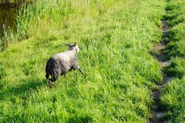 Brandweer haalt schaap uit het water in Egmond-Binnen