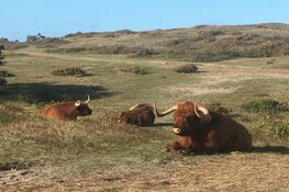Natuur- en cultuurwandeling Bergen aan Zee