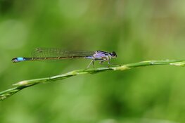 Doe mee met libellen tellen!