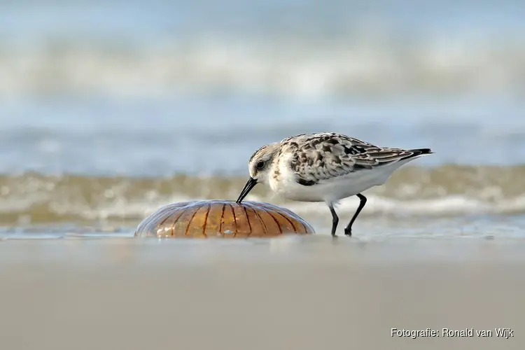 Ontdek het Groene Strand van Camperduin op 16 september