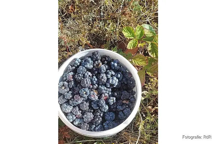 IVN-natuurwandeling in de Wimmenummerduinen op zondag 6 augustus 2023