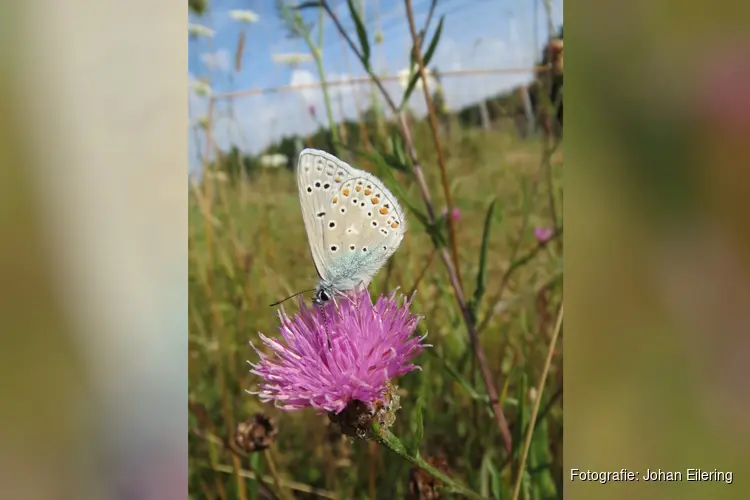 Wandeling door de duinen en het hoge vlak, oftewel het waarom van de kap