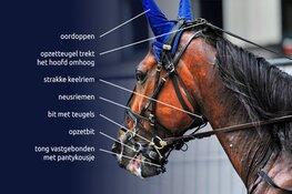 Drafrace in Schagen: geen feest voor paarden