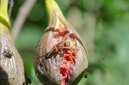 Tweede nationale wespentelling: herken jij de veldwesp of stadsreus?