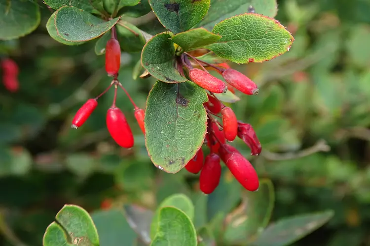 IVN-natuurwandeling in de Wimmenummerduinen op zondag 3 september 2023