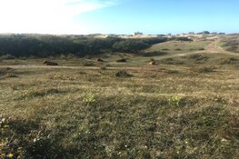 Waardoor zijn er kalkarme en kalkrijke duinen?