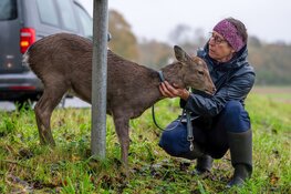 Ree gewond langs Herenweg in Bergen