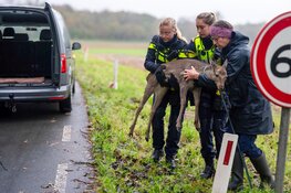 Ree gewond langs Herenweg in Bergen