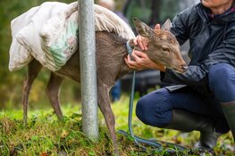 Ree gewond langs Herenweg in Bergen