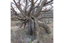 Duin- en strandwandeling op zondag 19 november