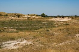 Start werkzaamheden dennenbos Bergen aan Zee