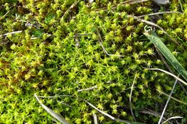 Zien we de grote grazers op zondag 3 december 2023